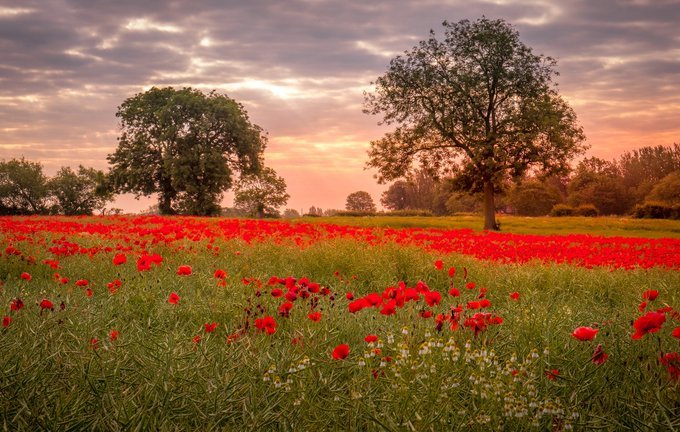 Poppies are not just for November. I noticed yesterday that they are all coming into flower. Poppy Fields Ackworth near Pontefract in West Yorkshire by Tim Hill (2020).  Public Domain Pixabay