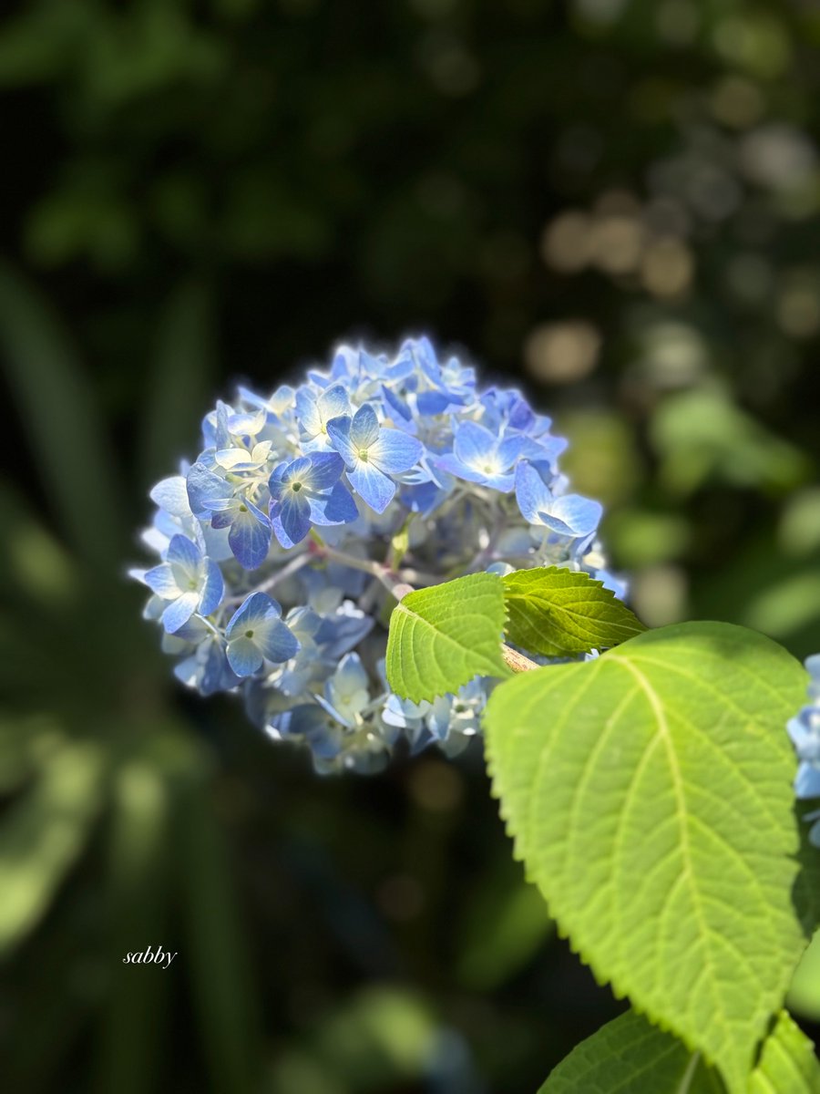 6月になりました♡*°