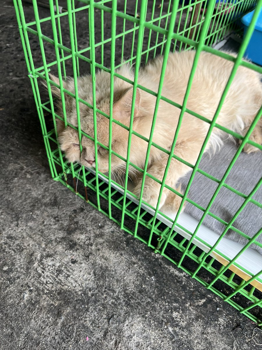 ฝากรีตามหาเจ้าของน้องแมวส้ม อากาศร้อนๆ น้องคิดถึงบ้านแล้วค่าา 

พิกัด : หน้าหมู่บ้านพฤกษา41 ต.บางกะดี อ.เมือง จ.ปทุมธานี

ติดต่อ คุณยายอุไร 0862101122 คุณยายเป็นช่างซ่อมเสื้อผ้าค่ะ