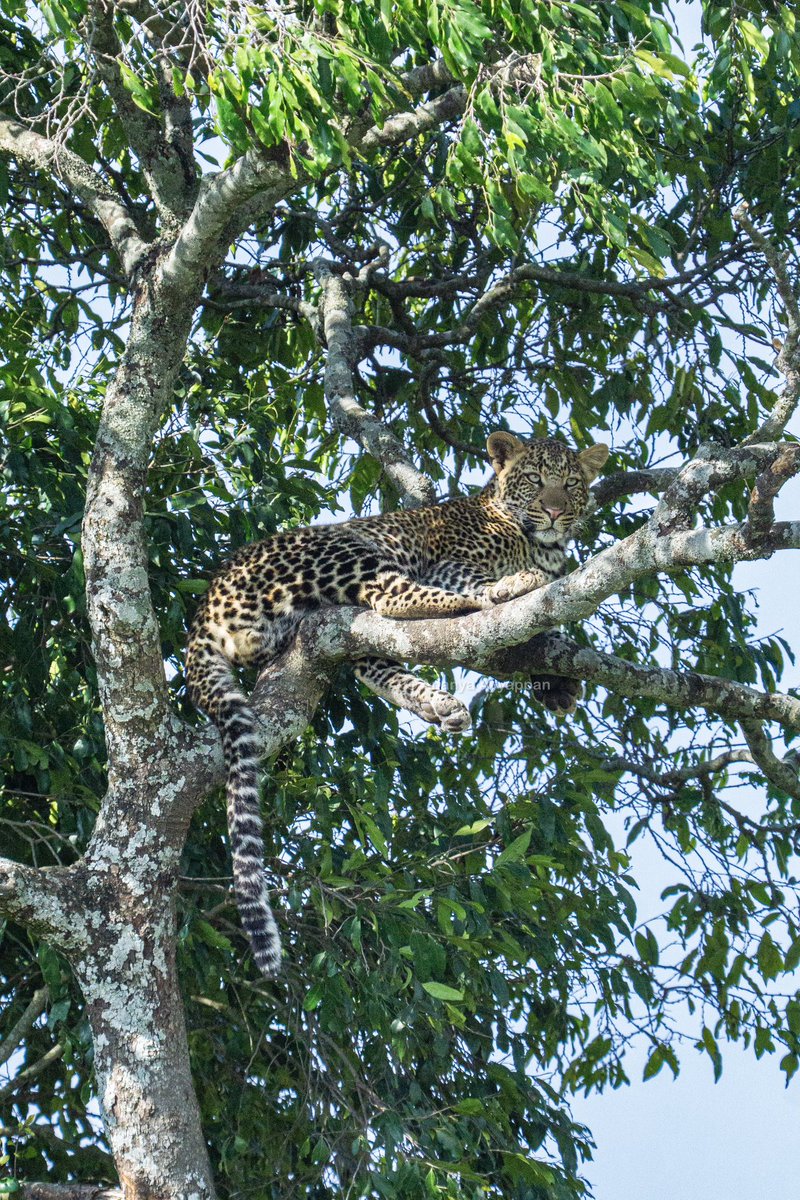 Leopard 
Waiting for mom. She can’t come up, the cub can’t go down as a lion pride had made a hippo kill not far away. 
The anxious wait captured by my daughter. 
#IndiAves #BBCWildlifePOTD #natgeo #SonyAlpha #ThePhotoHour