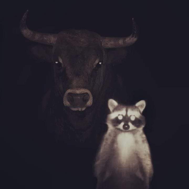 Zac The Raccoon 🦝🎓 (@isaacclarke2021) on Twitter photo 