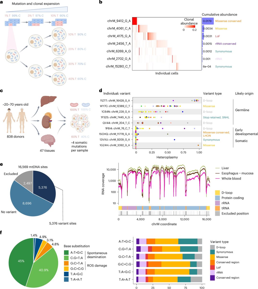 Mitochondrial Medicine (@mito_therapy) on Twitter photo Good morning Mito-community. Don't miss this new selection of papers related to #MitochondrialMedicine presorted by
<a href="/Bims_BiomedNews/">Bims: Biomed News</a>
biomed.news/bims-mitmed/20…
Capture: Mitochondrial clonal mosaicism encodes a biphasic molecular clock of aging Good morning Mito-community. Don't miss this new selection of papers related to #MitochondrialMedicine presorted by
<a href="/Bims_BiomedNews/">Bims: Biomed News</a>
biomed.news/bims-mitmed/20…
Capture: Mitochondrial clonal mosaicism encodes a biphasic molecular clock of aging
