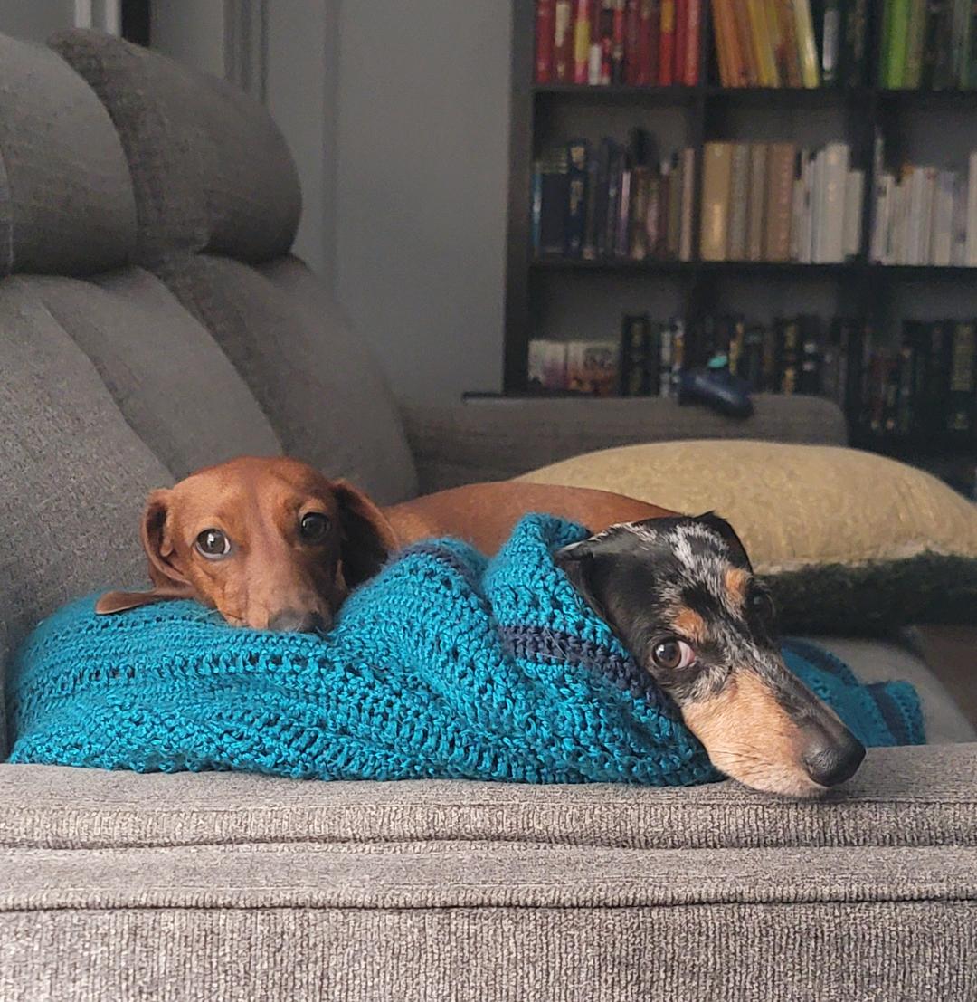 mpcallender's tweet image. "How's the story going?"
"Is this one scary, too?"

Leeloo and Newt providing quality doggo support.
#amwriting #Dachshunds #3rdshift