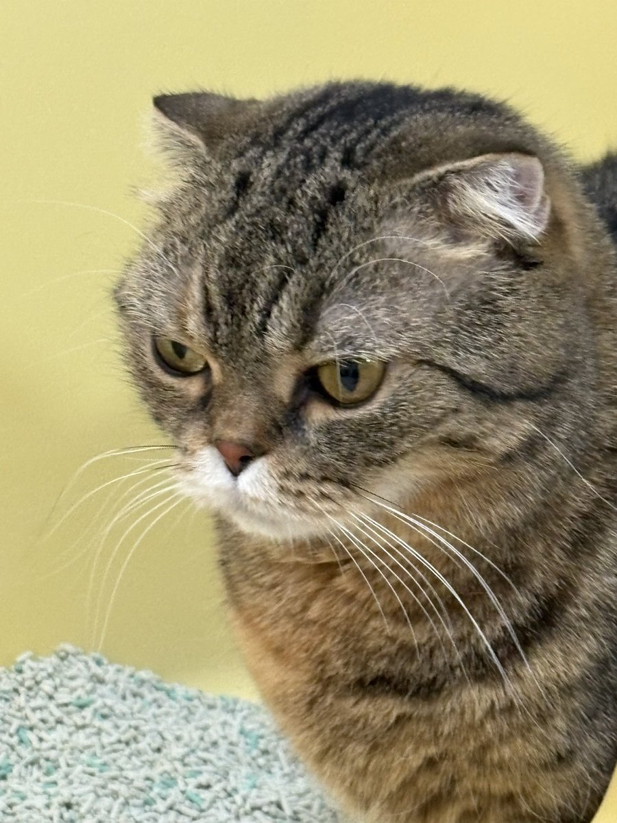 leaving the litter box too soon?

fartcoin of cats.

bags packed.