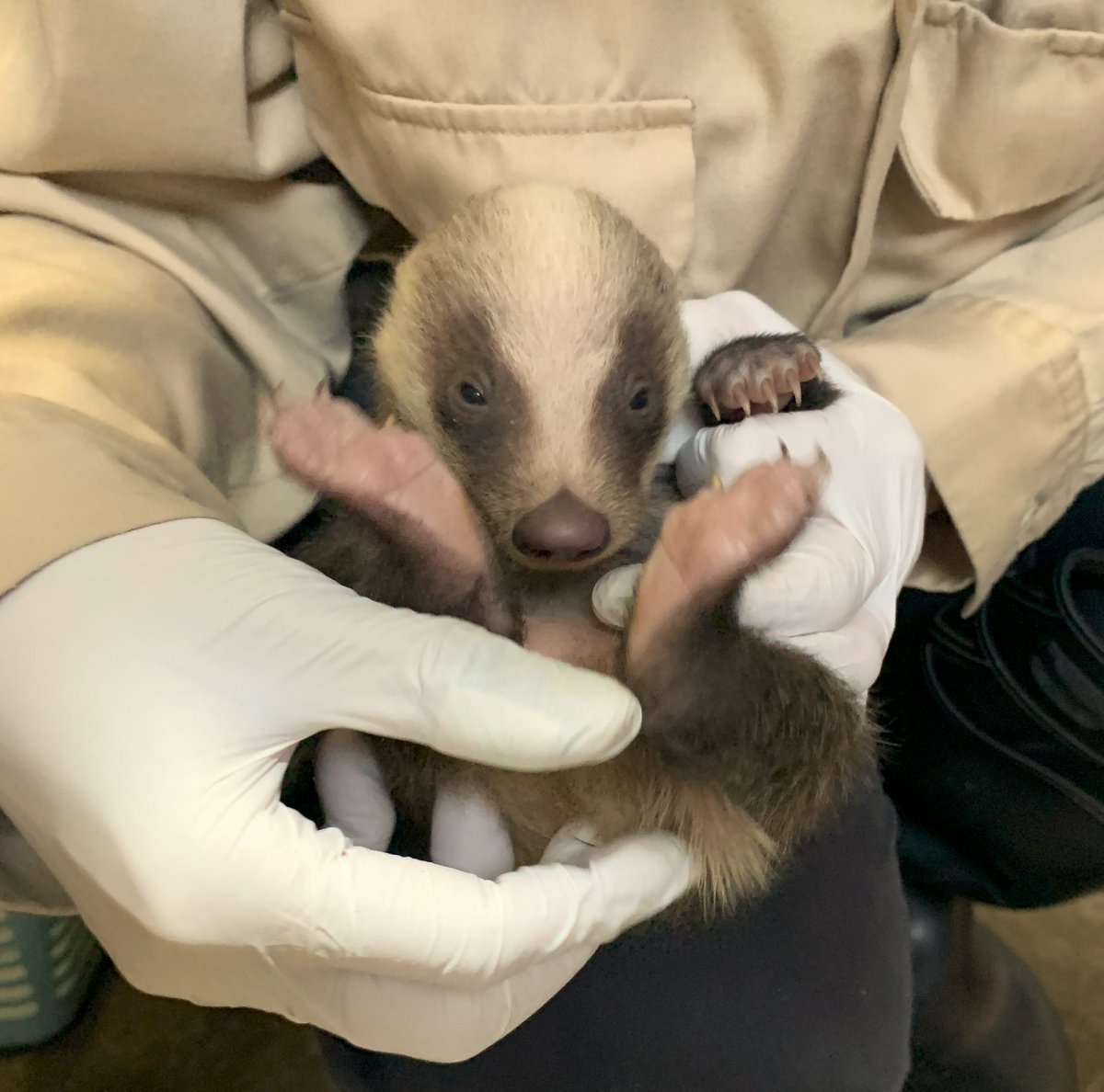 ニホンアナグマの子どもたちが生後1ヶ月半を迎えました。3頭とも順調に成長しており、動きにも力強さが出てきました。母親の“まみ”も落ち着いて過ごしています。放飼場へ出られるようになるのは７月頃の予定ですが、今後も元気に育っていけるよう温かく見守っていただけると嬉しいです。