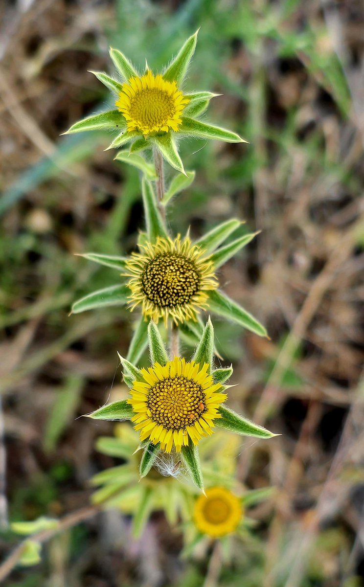 The wildflowers remain beautiful in Portugal. But the temperature is rising, and soon the land will have lost much of its colour.