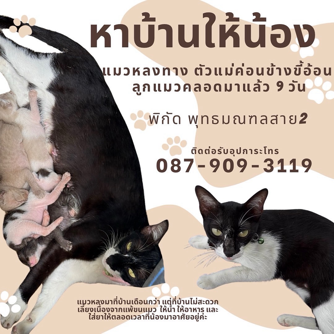 🏡หาบ้านให้น้องแมว🏡

พิกัด : พุทธมณฑลสาย2
โทร : 087-909-3119

ใครสนใจรับดูแลติดต่อหาเจ้าของได้เลยนะคะ หรือ ช่วยกันรีกระจายข่าวก็ได้ค่ะ มาช่วยกันหาบ้านอันอบอุ่นให้น้องกันนะคะ
