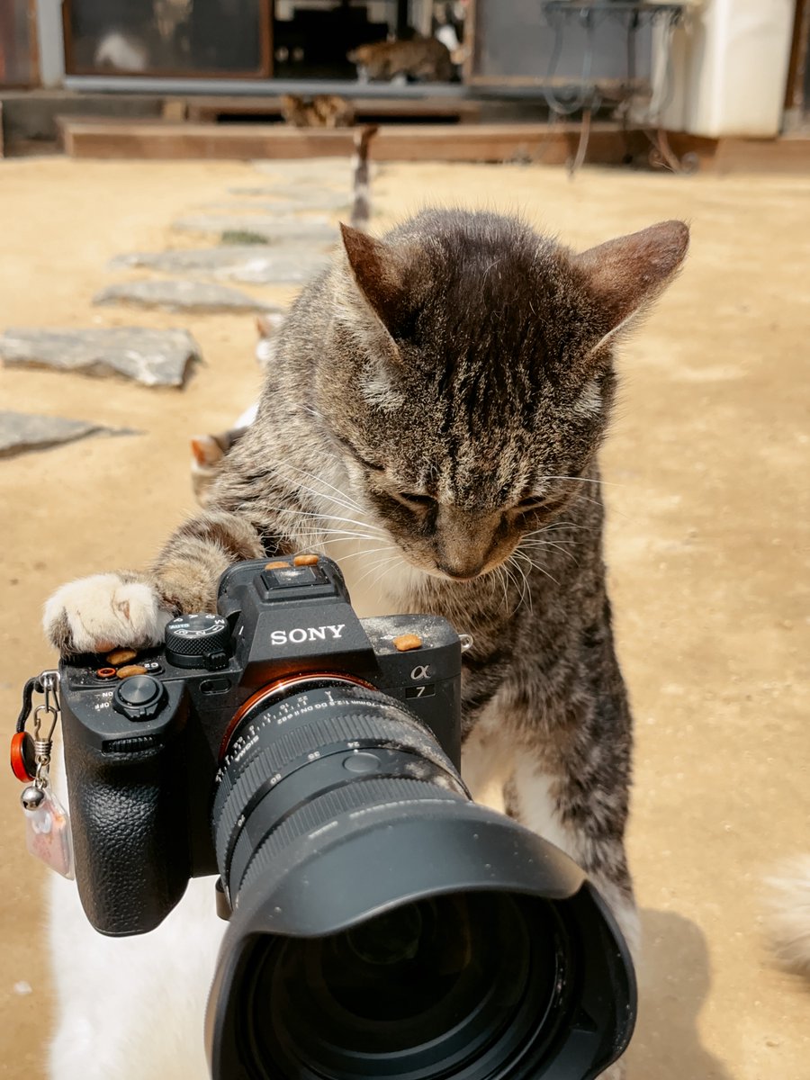 intern_kun🐾 (@internkun_neko) on Twitter photo 