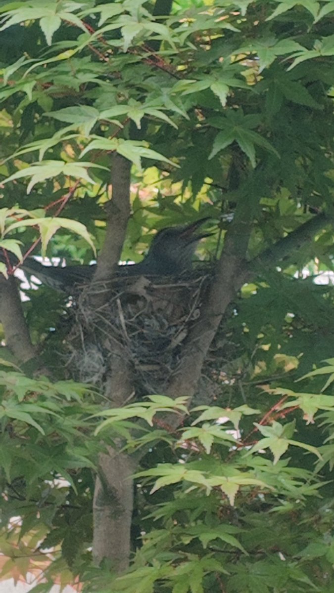 siunkan2009's tweet photo. 昨日に続き坪庭のモミジに鳥の巣。
親鳥いないし、ソロソロ取り除こうかと思っていたら、なんと今日親鳥発見！
しばらくそっとしておこうか。 https://t.co/jw2s0mpgQE