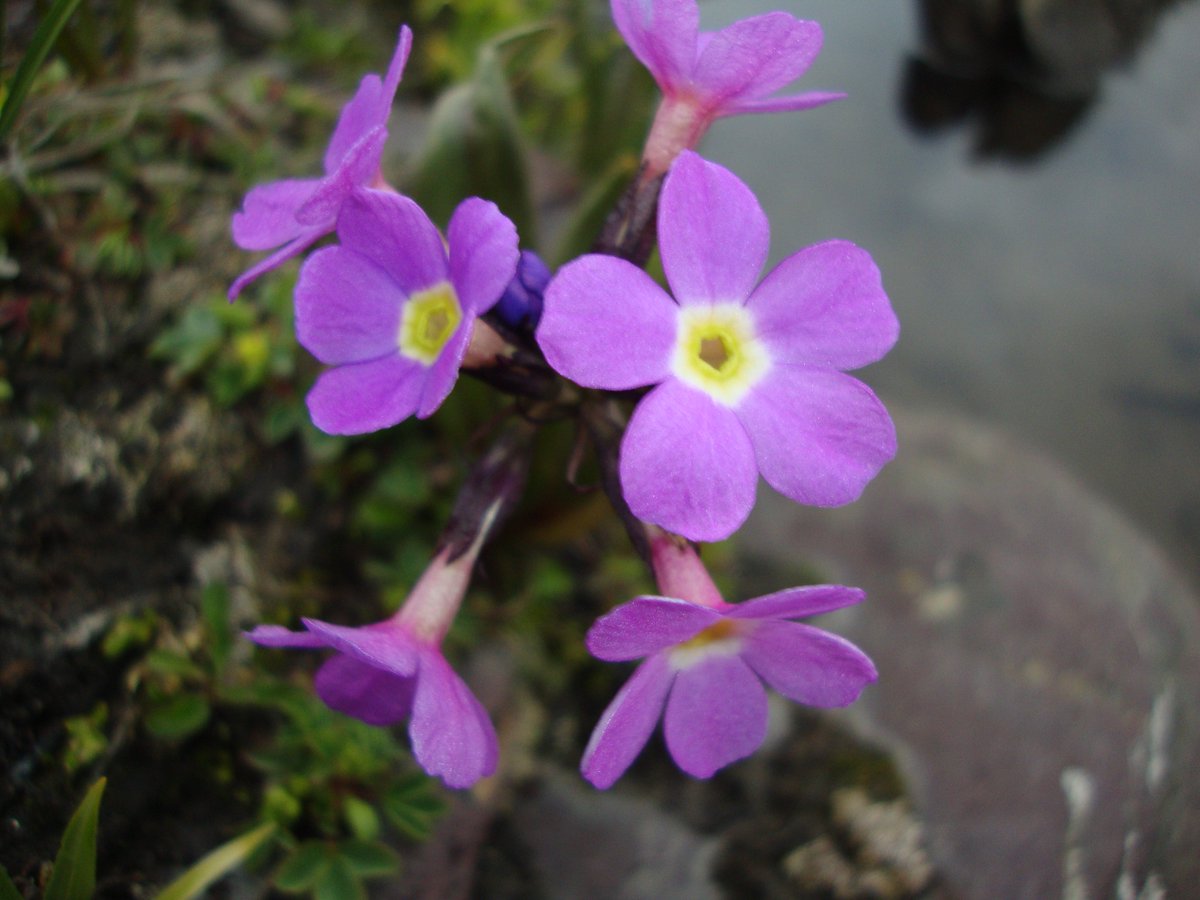 The rare upland plants of our highlands are endlessly fascinating — each one a story of survival and beauty. My upcoming book, now in its final stage, celebrates these hidden botanical treasures. Stay tuned! #UplandFlora #RarePlants #NatureWriting #Chitral #hindukush