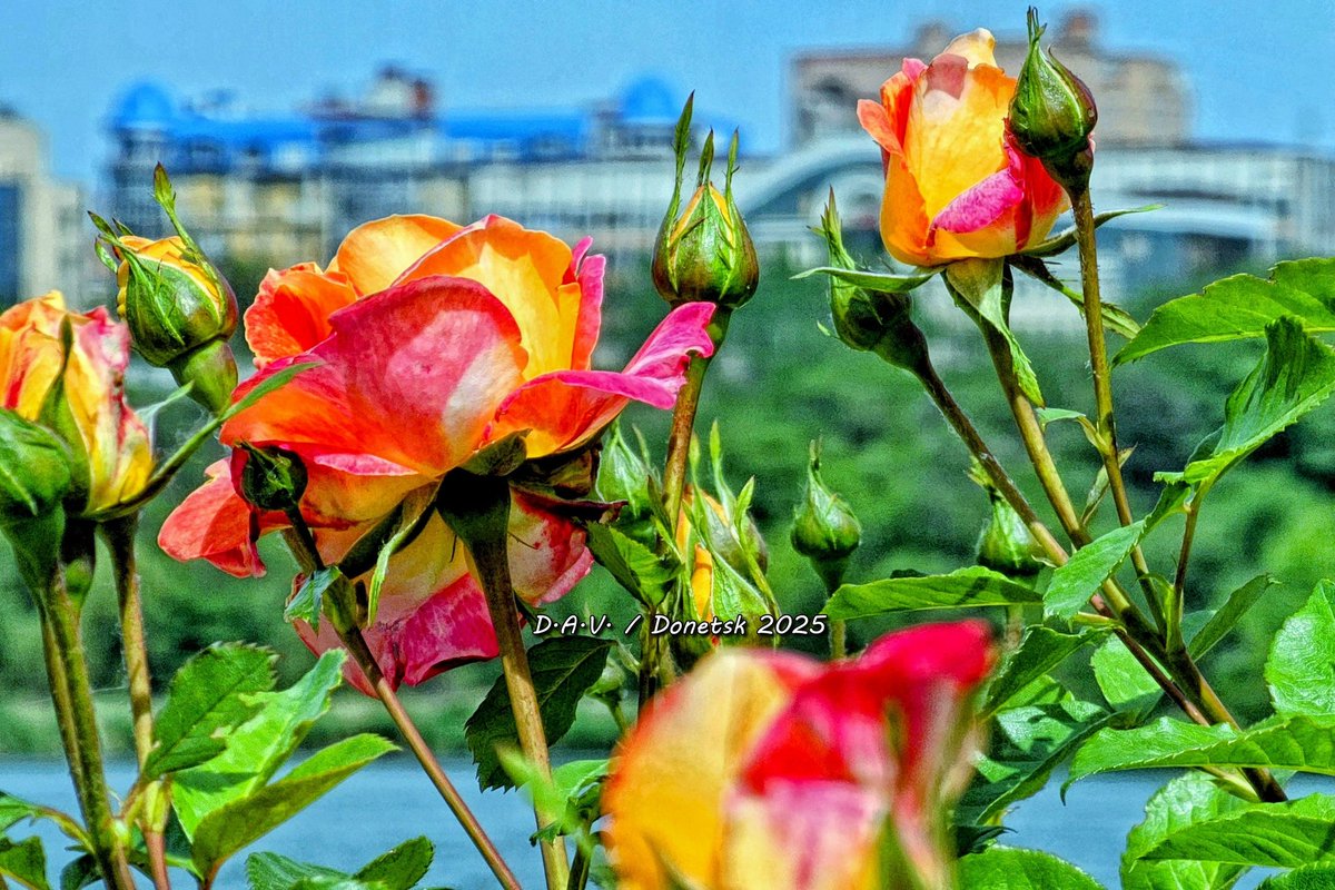 01.06.25 - Донецк! Лето пришло в город миллиона роз. 📲🌹 (Часть №1) t.me/donetsk_photo