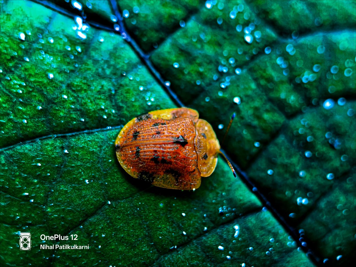 Nihal patilkulkarni (@nihalpatilkulka) on Twitter photo Laccoptera nepalensis belongs to the family Chrysomelidae, known as leaf beetles.
• 🛡️ Their dome-shaped, tortoise-like body helps them ward off predators.
#IndiAves <a href="/SachinAcharya/">Sachin Acharya🇳🇵✨️</a>
<a href="/8ntmuch/">Garrick</a> <a href="/DMiller52325459/">D Miller</a>
<a href="/DMiller52325459/">D Miller</a>
<a href="/Snapdragon_IN/">Snapdragon India</a>
<a href="/OnePlus_IN/">OnePlus India</a>
<a href="/hernanriverol/">Hernan Riverol</a> Laccoptera nepalensis belongs to the family Chrysomelidae, known as leaf beetles.
• 🛡️ Their dome-shaped, tortoise-like body helps them ward off predators.
#IndiAves <a href="/SachinAcharya/">Sachin Acharya🇳🇵✨️</a>
<a href="/8ntmuch/">Garrick</a> <a href="/DMiller52325459/">D Miller</a>
<a href="/DMiller52325459/">D Miller</a>
<a href="/Snapdragon_IN/">Snapdragon India</a>
<a href="/OnePlus_IN/">OnePlus India</a>
<a href="/hernanriverol/">Hernan Riverol</a>