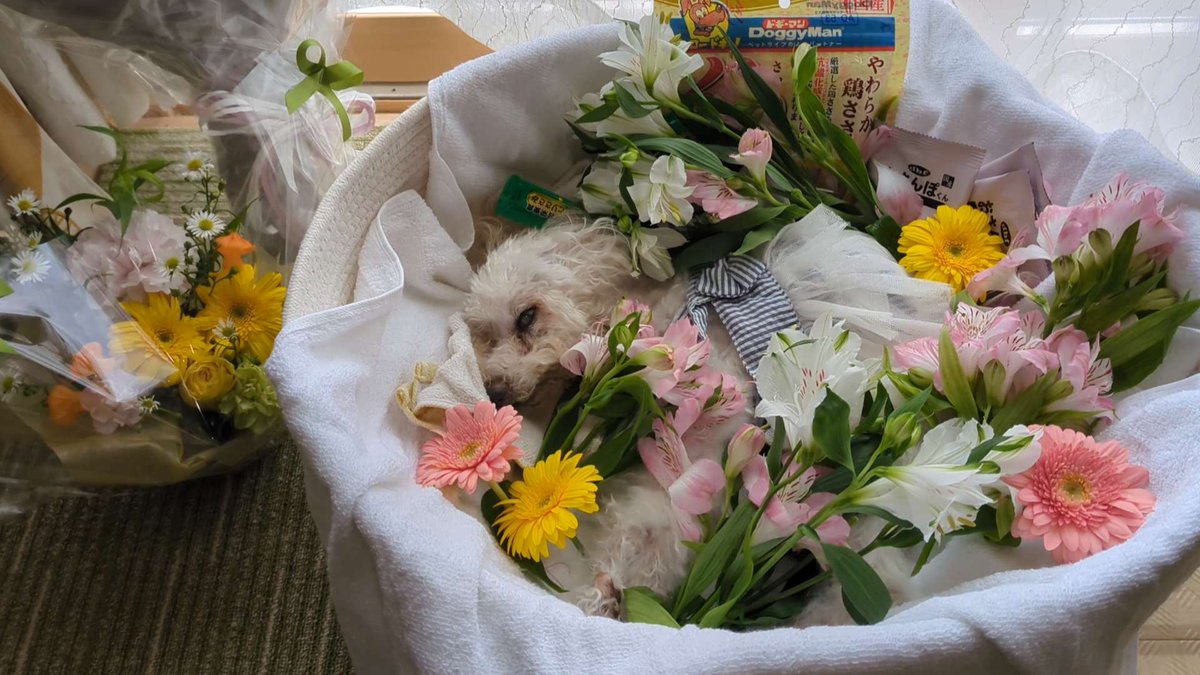 masao4864's tweet photo. 令和7年6月1日午前3時に愛犬ぷーちゃんが永眠しました🌈　19歳6ヶ月で大往生でした。

幸せな時間をありがとう！！！
　　　　　　　　　　パパ、ママより
#トイプードル
＃大往生
#ありがとう
＃虹の橋 https://t.co/c1O9rmb2IU