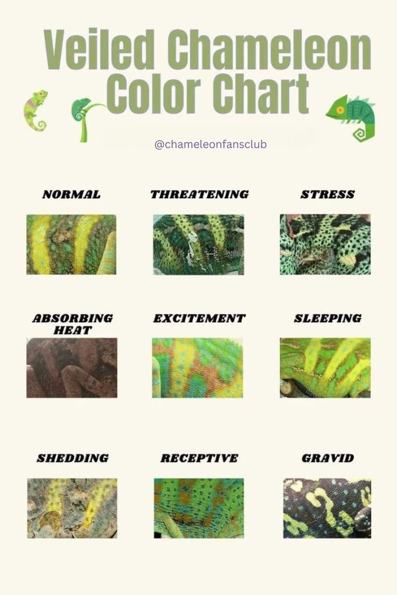 chameleonfans's tweet image. Ever wondered what your veiled chameleon&apos;s mood looks like in color? 🌈 This chart reveals it all—from chill greens to fired-up brights!

Follow for more - @chameleonfansclub
DM for credit or remove

#veiledchameleon #chameleoncolors #reptilevibes #ChameleonChart #MoodInColors