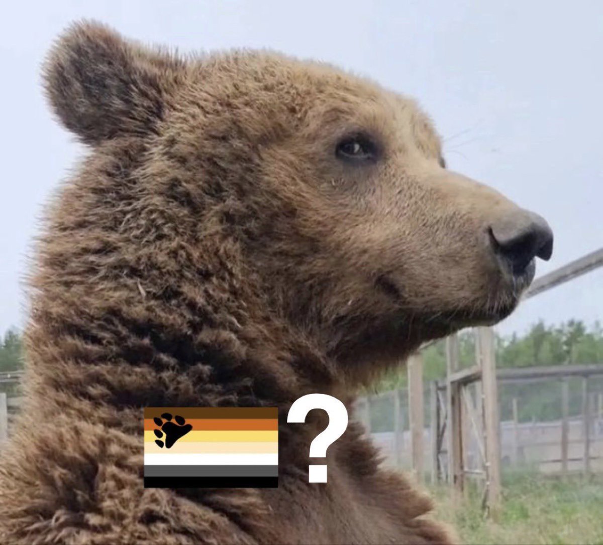 HAPPY PRIDE MONTH!! SUPPORT YOUR LOCAL BEAR!!