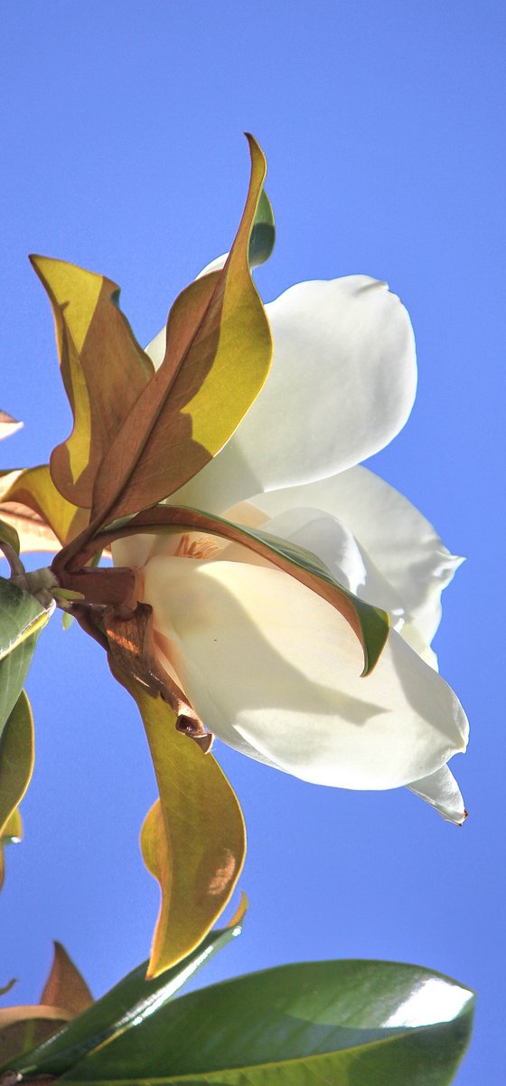 Bu yazın ilk manolyası ile hazirana merhaba..