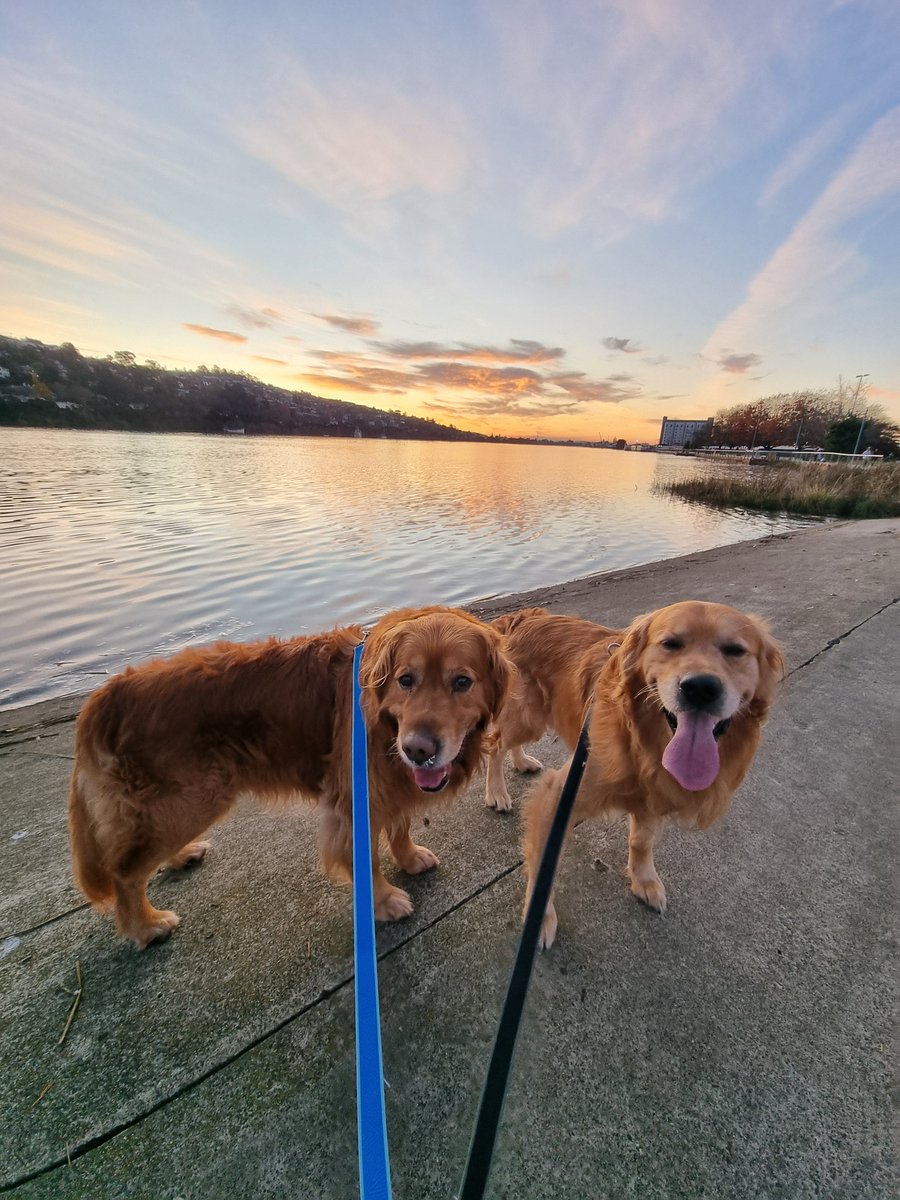 GillyTheGolden's tweet photo. Two Goldens with a matching Sunset #goldenretriever https://t.co/zOzXWp4R5Z