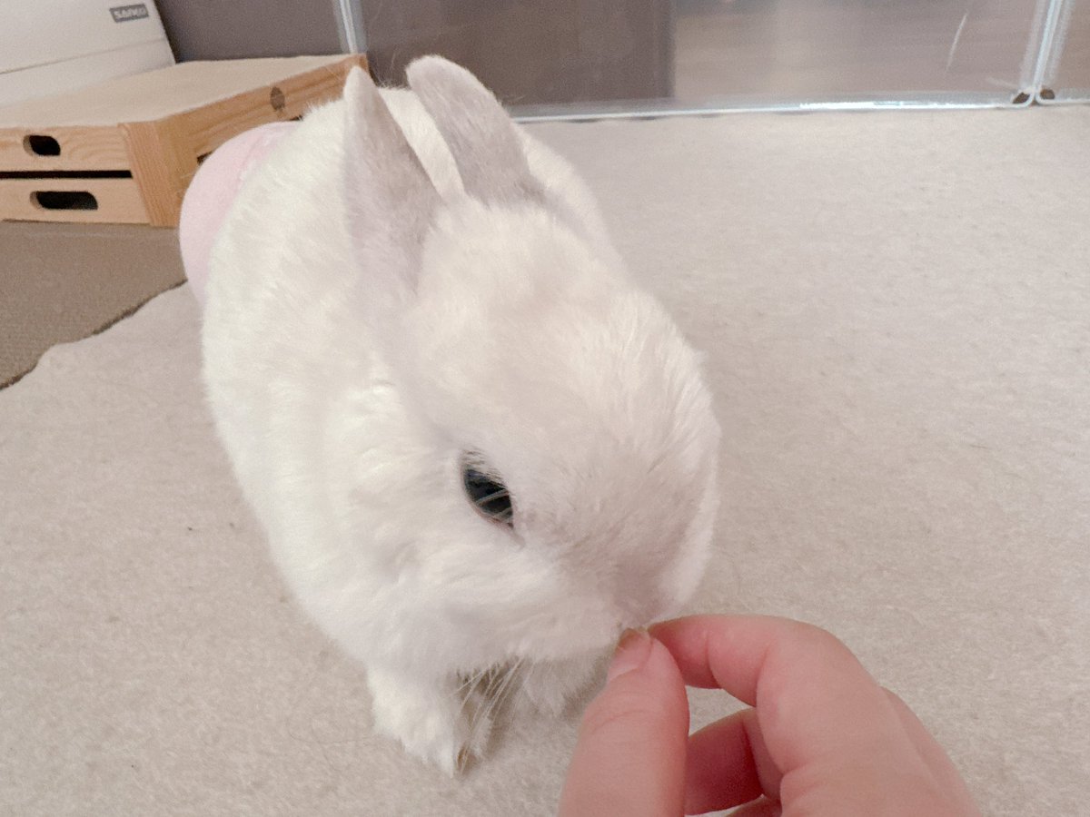 餅ママ🐇 tweet media