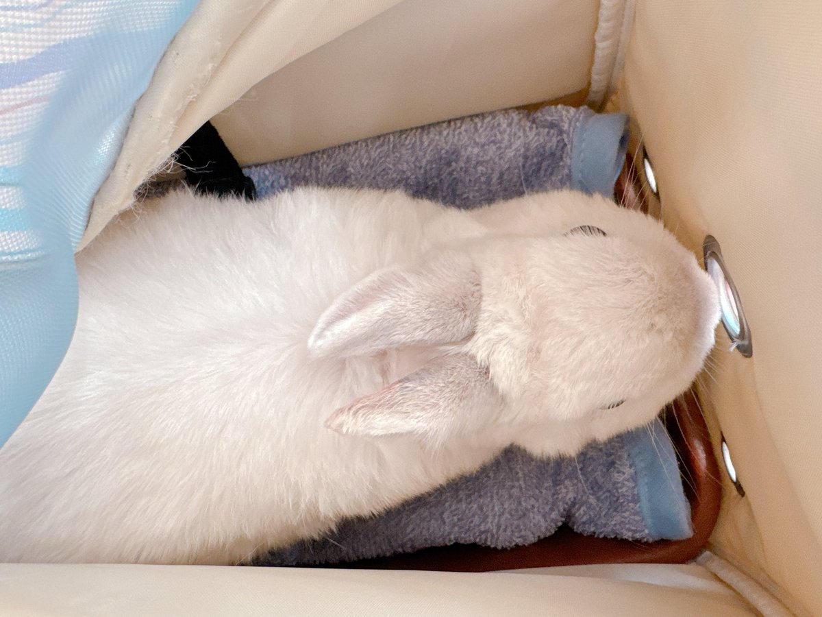 餅ママ🐇 tweet media