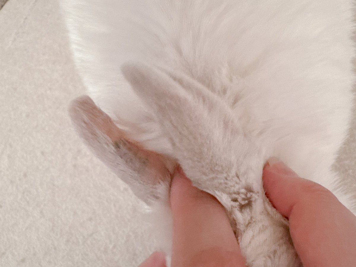 餅ママ🐇 tweet media