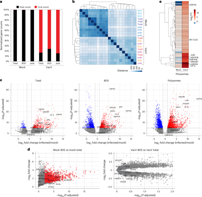 NatureMicrobiol's tweet photo. Out Now! Distinct non-canonical translation initiation modes arise for specific host and viral mRNAs during poxvirus-induced shutoff https://t.co/HLRSAxMzQg #Poxvirus #Microbiology #ViralInfection https://t.co/2ssSw2NC42