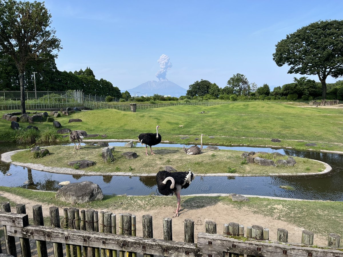 ji6pls's tweet photo. #桜島
#平川動物公園 https://t.co/C2RJZnsKeH