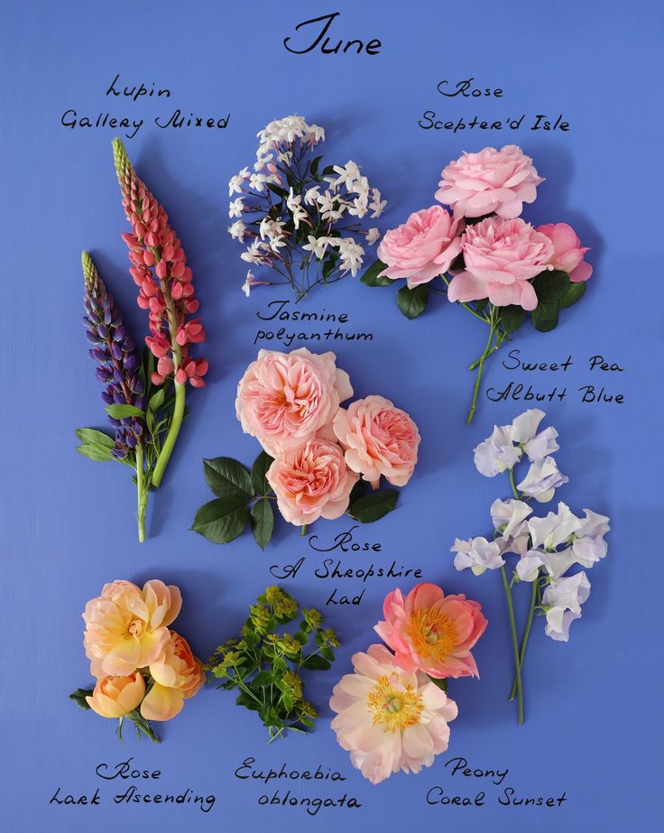Y las flores de junio...

¡Buenos días!
Bon dia!