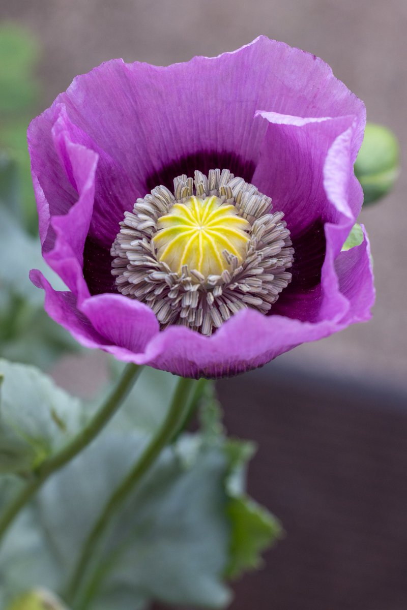 Right outside my back door is a rose in a pot, however a poppy had self-seeded and produced this fine flower. ⁦<a href="/JCadd/">Julie Caddell</a>⁩ <a href="/NuttyKnights/">Maria Knight</a> <a href="/FrostlynneLynn/">Lynne Frost</a> <a href="/VenablesJayne/">Jayne Venables</a> <a href="/serudd1960/">Susan Rudd</a> <a href="/loz89/">Lauren Rowlands</a> <a href="/5Naureen/">Naureen Khalid</a> <a href="/ShiresGirl/">Karen Weston 💙</a>