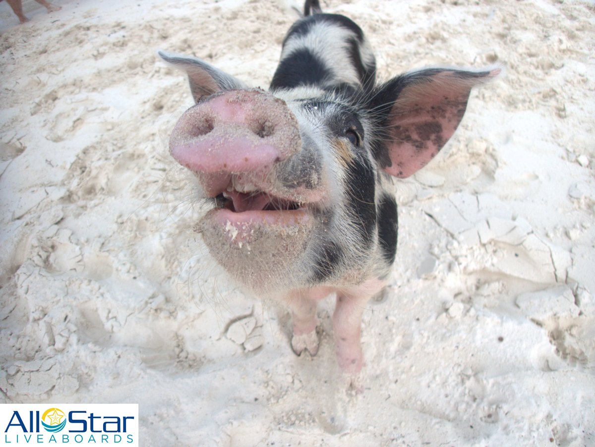 DiveASL's tweet photo. Good Morning!! π·π½π·
~The Bahamas
#allstarliveaboards #pigstagram #pigsofinstagram #swimmingpigs #aquacat #justanotherday #bahamas #caribbean #scuba #liveaboard https://t.co/tRjbb7EpB1