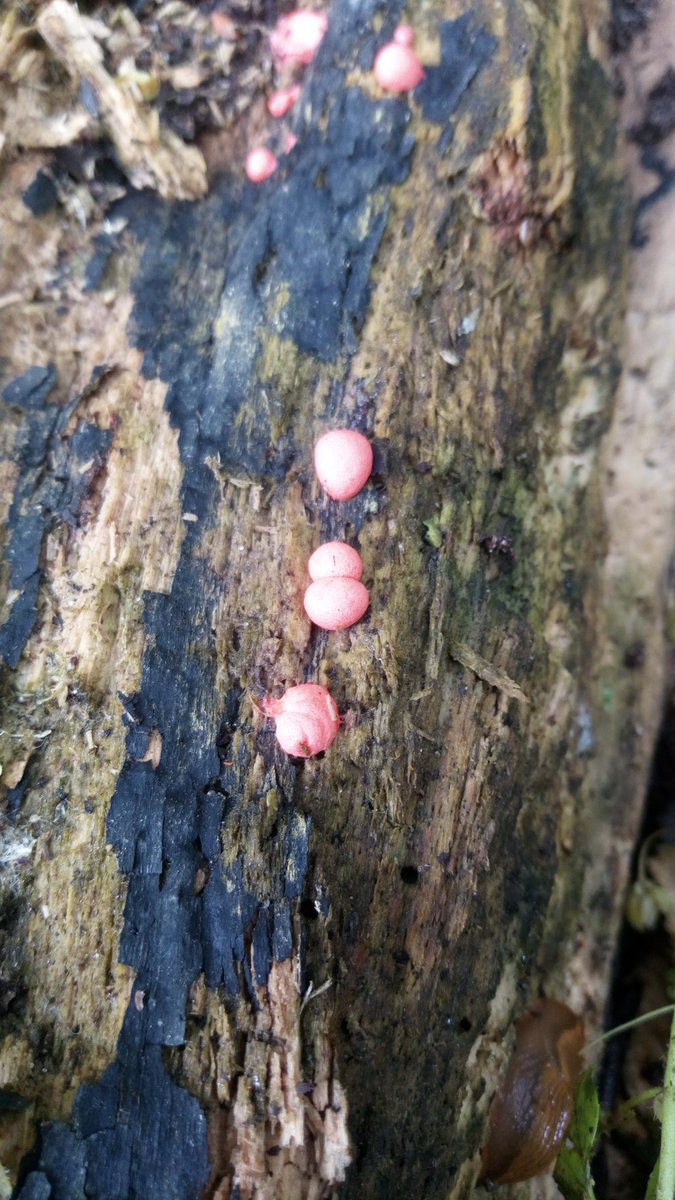 LX8111's tweet photo. The chances to find #SlimeMold are higher after rainy days. And wolfs milk is usually the first to appear. #Blutmilchpilz #Wolfsmilch #LycogalaEpidendrum #Wolfsmilk #Schleimpilz #SlimeMold #SlimeMoldSunday https://t.co/0ncHYZkC5d