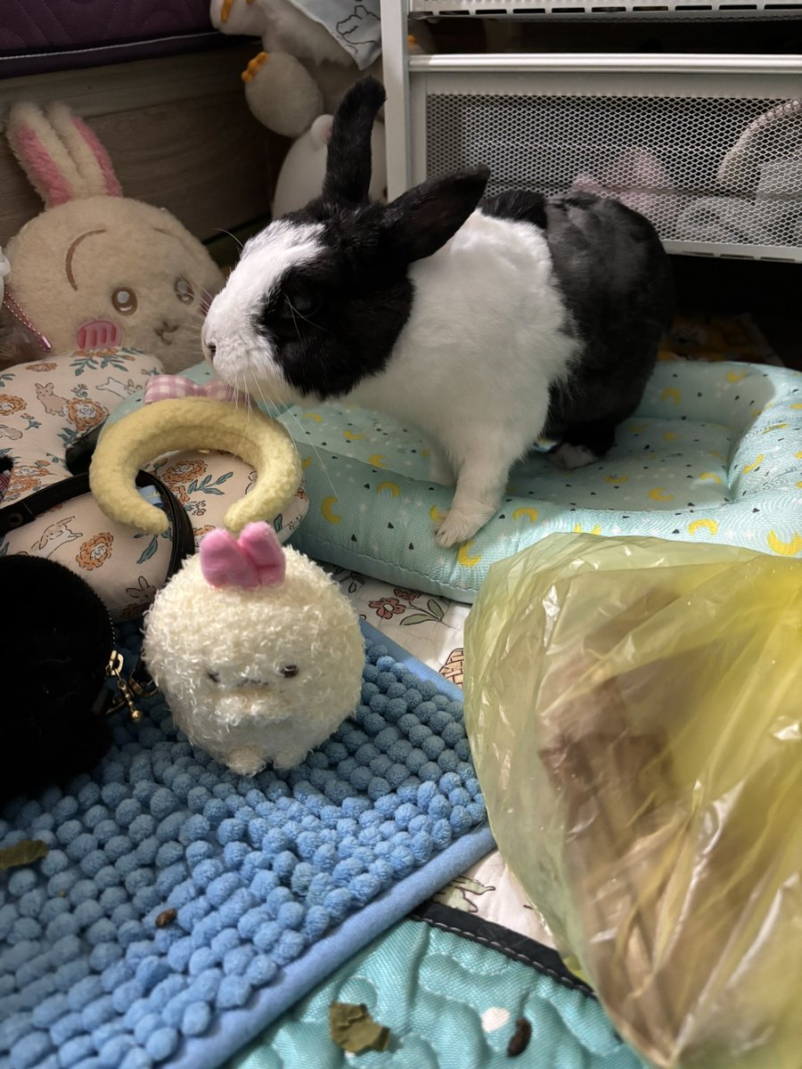 patchwork_star's tweet image. 端午節快樂(#´ᗜ`#)
磨牙後的球球狀態超好( •̀ω•́ )
小炸蝦好可愛