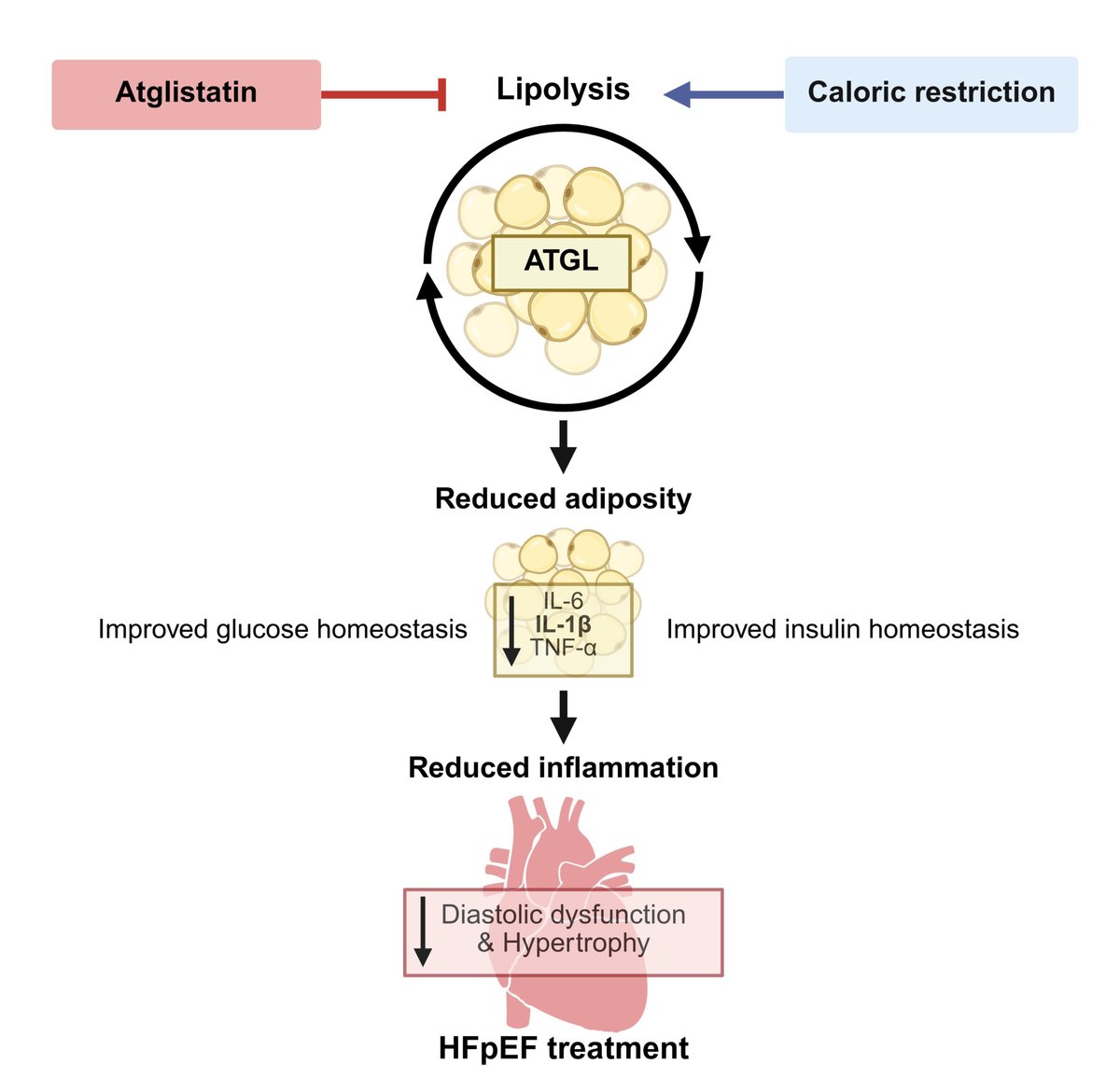 Circulation Research (@circres) on Twitter photo <a href="/CircRes/">Circulation Research</a> Compendium on Interorgan Crosstalk in #HeartFailure and #Cardiometabolic Diseases
@Instckner et al Research Letter "Inhibition of #Adipose Tissue #Lipolysis Treats #Obesity-Related #HFpEF" ahajrnls.org/43EBJFH
<a href="/simon_sedej/">Simon Sedej</a> <a href="/AndreasZirlik/">Prof. Dr. Andreas Zirlik</a> @mah_abdellatif <a href="/CircRes/">Circulation Research</a> Compendium on Interorgan Crosstalk in #HeartFailure and #Cardiometabolic Diseases
@Instckner et al Research Letter "Inhibition of #Adipose Tissue #Lipolysis Treats #Obesity-Related #HFpEF" ahajrnls.org/43EBJFH
<a href="/simon_sedej/">Simon Sedej</a> <a href="/AndreasZirlik/">Prof. Dr. Andreas Zirlik</a> @mah_abdellatif
