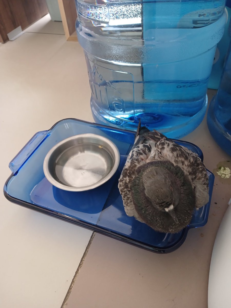 Gülay Peri🌱🦜🦔🐿 (@karakedisafir) on Twitter photo Pendik'te güvercin bulunmuş yarası var uçamıyormuş Hayvan hastanesi yada fakülteye yönlendirmiş veteriner kimse götürmemiş kaderine terk etmişler ne yapmak gerekiyor acil yardım <a href="/matvor/">Gökçe Coşkun</a> Gökçe bey🙏 Pendik'te güvercin bulunmuş yarası var uçamıyormuş Hayvan hastanesi yada fakülteye yönlendirmiş veteriner kimse götürmemiş kaderine terk etmişler ne yapmak gerekiyor acil yardım <a href="/matvor/">Gökçe Coşkun</a> Gökçe bey🙏
