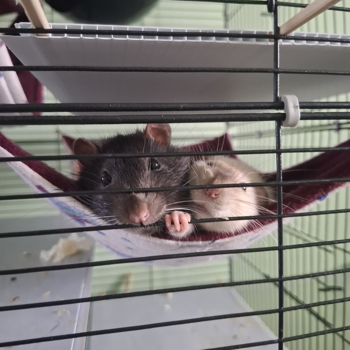 mzhuckk's tweet photo. @xioqio6 HELL YEAH I HAVE RATS NAMED SIMON AND JOHNNY (bet u can say who is who😼 (they are 100% matching their names in everything)) https://t.co/VzXNOV6Esg
