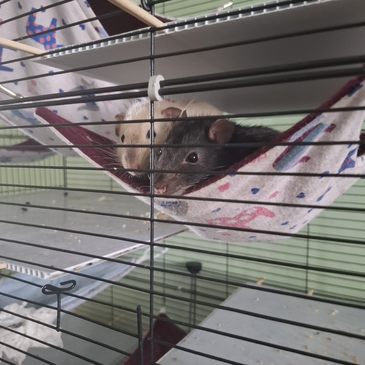 mzhuckk's tweet photo. @xioqio6 HELL YEAH I HAVE RATS NAMED SIMON AND JOHNNY (bet u can say who is who😼 (they are 100% matching their names in everything)) https://t.co/VzXNOV6Esg