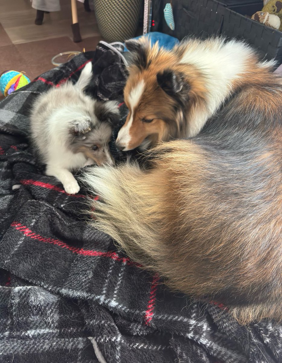 🤦‍♀
#シェルティの日
#シェルティの日2025
#internationalsheltieday
#internationalsheltieday2025