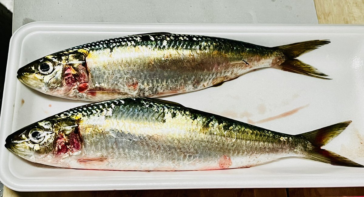 BlogWaral's tweet image. 68円で売られていたママカリ🐟

サッパとどこか違うなと思い調べたら、同じニシン科の「カタボシイワシ」でした！
珍しい魚を安く食べられて大満足です😋  

非常に美味しい魚なので、もし見かけたらぜひ食べてみてください✨  
長い小骨が多い点に要注意です…！

zukan-bouz.com/sp/article/1469

#魚食