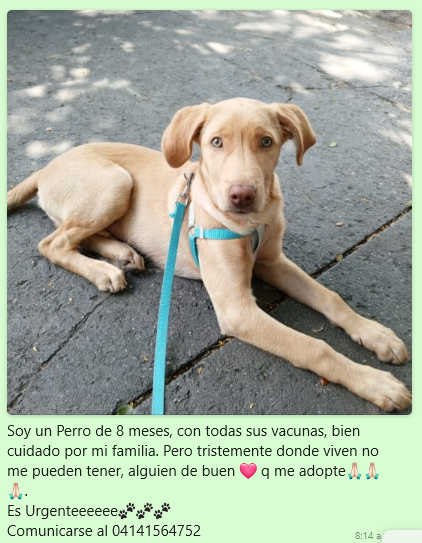seguramente... OTRA VICTIMA DEL REGALO NAVIDEÑO...