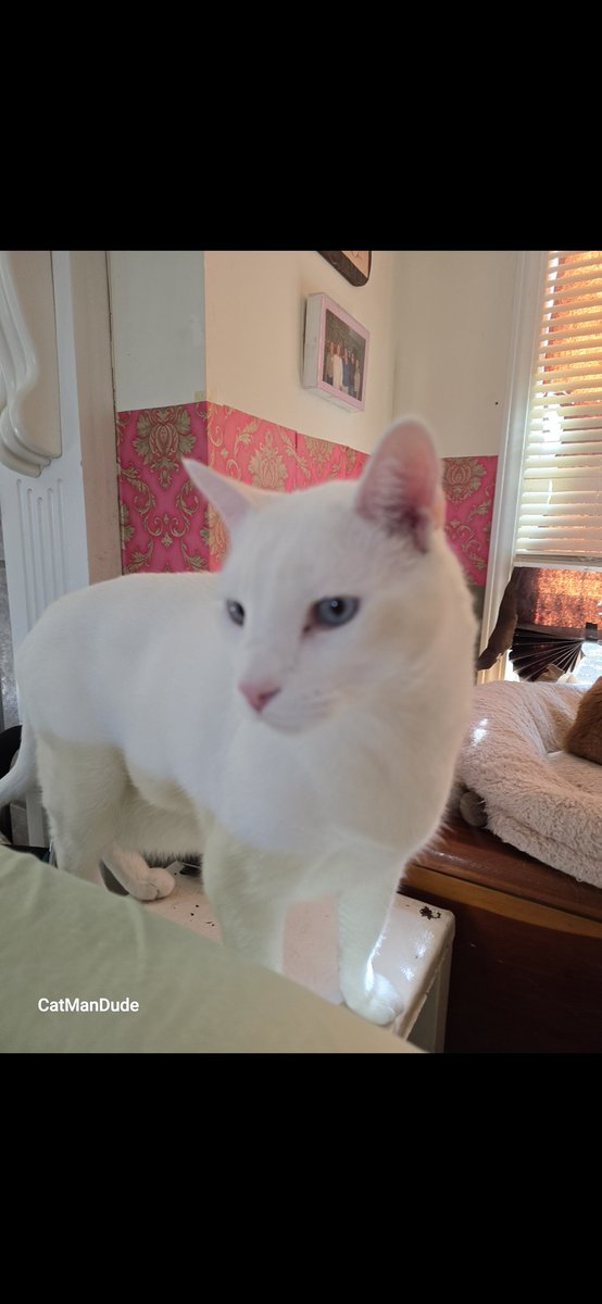 In case you were curious, Avi's breed is Khao Manee. Not too shabby for a rescue who showed up on our porch protecting his younger siblings 8 years ago. Another blessing for sure. 🥰🐈🤟