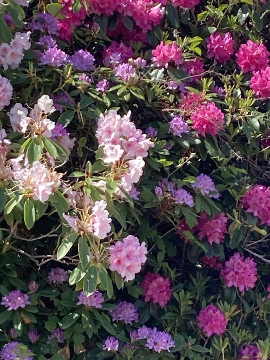 Susan Rodrigues tweet media