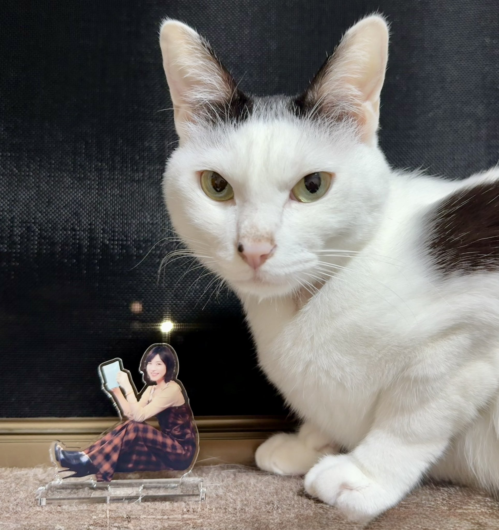 猫ちぃ♪ Amazon.co.jp: JXK SMALL プリクラ猫 冷蔵庫シール ネコ好き