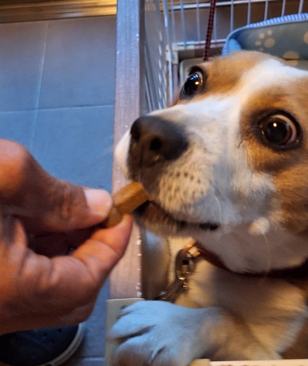 今日は月一の高級おやつ🍪の日！
顔…🤣