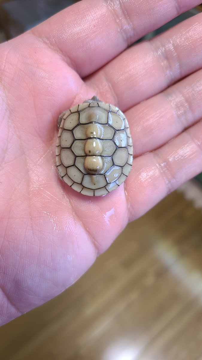 yu_turtle_room's tweet image. 早速滝行...笑

2枚目の子は甲羅がとても綺麗になりそう。
