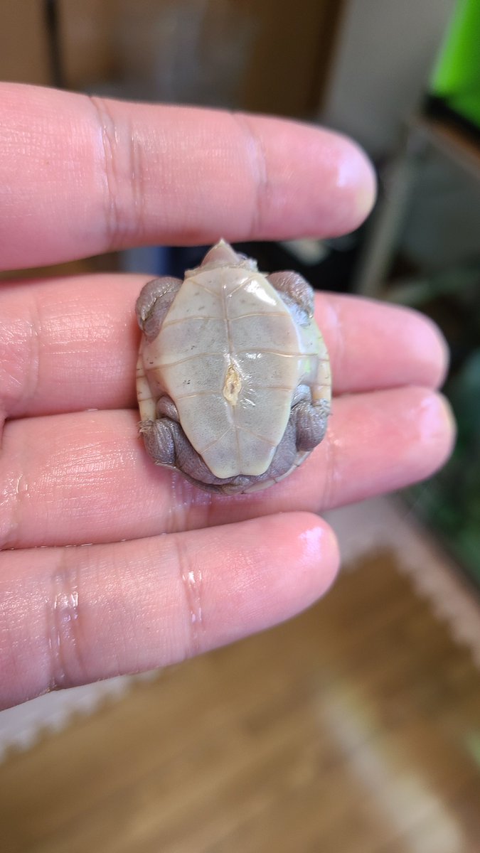 yu_turtle_room's tweet image. 早速滝行...笑

2枚目の子は甲羅がとても綺麗になりそう。