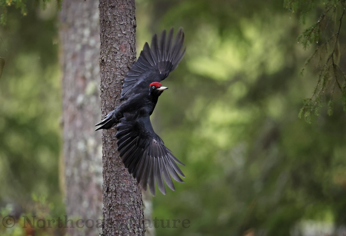 Black woodpecker. Boreal forest. NE Finland. <a href="/JakkiMoores/">Jakki Moores 📸</a> #CanonR1 <a href="/CanonUKandIE/">Canon UK and Ireland</a> <a href="/VeighDermot/">dermot Mc Veigh</a> <a href="/EddieMc1981/">Edward McGuigan</a> <a href="/nibirds/">NI Birds</a> <a href="/_Stickybeak/">Rathlin Stickybeak</a> <a href="/McginnNicole/">Nicole</a> <a href="/mcaleese_anne/">YpamAnnie</a>