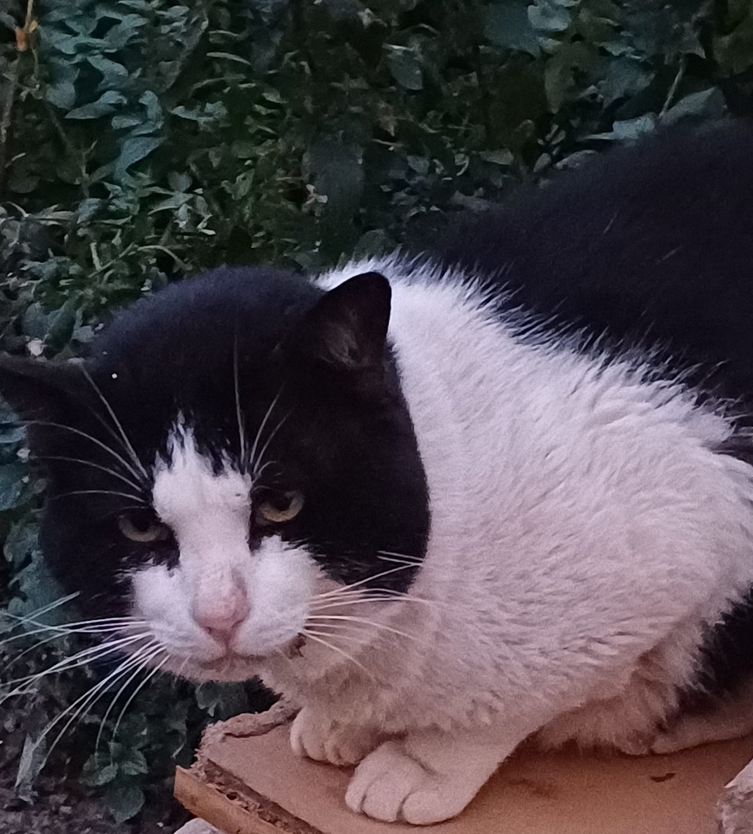 Nuestro querido Gerundio sigue ingresado desde hace un par de semanas.
Poco a poco va mejorando. 
Estaba bajo de defensas y con una infección que sospechábamos que era por canino que le dejaron cuando le sanearon la boca.
¡Os iremos contanto su mejoría con el nuevo tratamiento¡