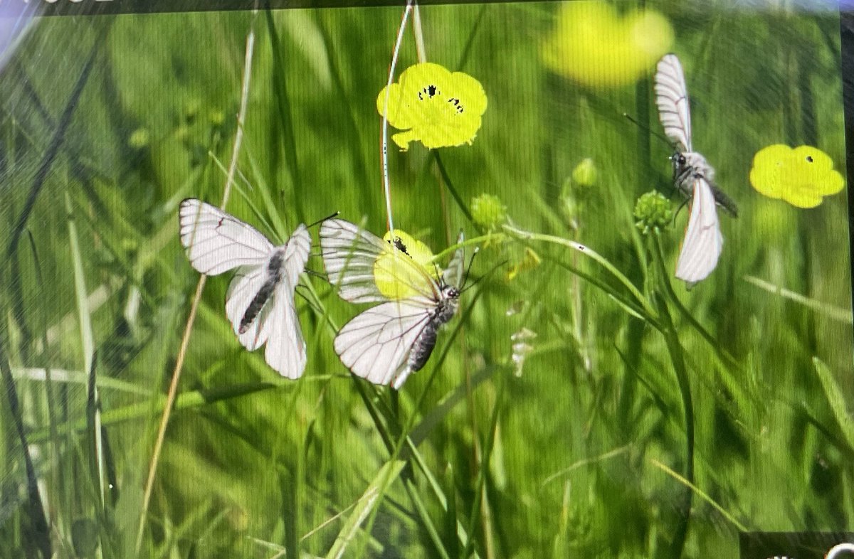 James Lowen (@jlowenwildlife) on Twitter photo A glorious final day of #wildlifetravelling on the <a href="/travel_wildlife/">Wildlife Travel</a> tour of the Vercors. Western Green Lizard, amorous Black-veined Whites, Provencal Fritillary and Pearly Heath among the āthings-that-moveā highlights. <a href="/sarah_lambert7/">Sarah Lambert</a> A glorious final day of #wildlifetravelling on the <a href="/travel_wildlife/">Wildlife Travel</a> tour of the Vercors. Western Green Lizard, amorous Black-veined Whites, Provencal Fritillary and Pearly Heath among the āthings-that-moveā highlights. <a href="/sarah_lambert7/">Sarah Lambert</a>