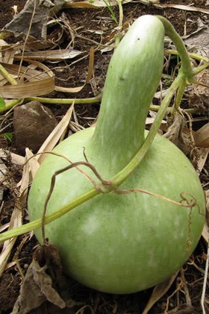 TimoGodsgiven's tweet image. Fresh calabash, green and tender, begins as a simple fruit but holds deep cultural promise. As it dries and hardens, it transforms into a valuable tool—used for carrying water, storing food, making music, and performing rituals.
#LangoUnveiled