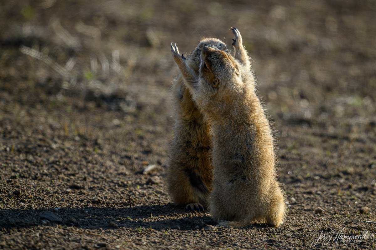Prairie dogs just wanna have fun!
