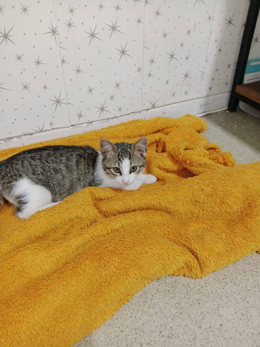 sahibi trafik kazası geçirdiği için  beş yavrunun üçünü sahiplendirdik.kalan iki erkek yavruya yuva  arıyoruz. İç dış parazitler yapıdı üç aylık kum eğitimi var İZMİR 0555 454 97 46

#sahiplen #sahiplendirme #kedi #yuva #satinalmasahiplen #yavru #istanbul #izmir